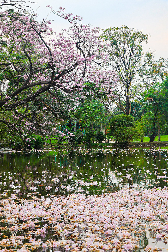 ชมพูพันธุ์ทิพย์ สวนจตุจักร 2569