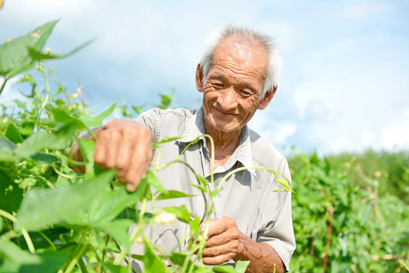 ผักวังจันทร์