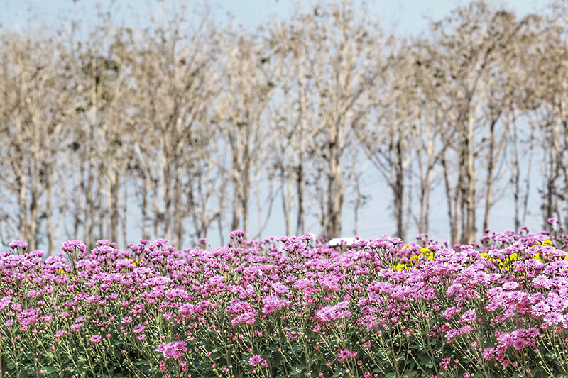 งานเบญจมาศบานในม่านหมอก 2569