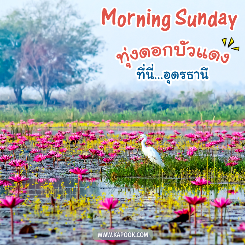 รูปสวัสดีวันอาทิตย์ ทุ่งดอกบัวแดง ที่นี่...อุดรธานี