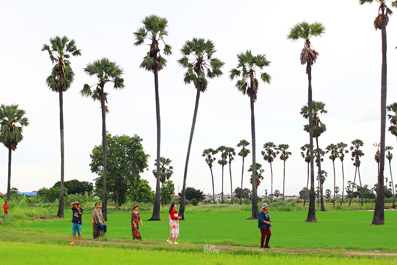 จุดชมวิวดงตาลสามโคก