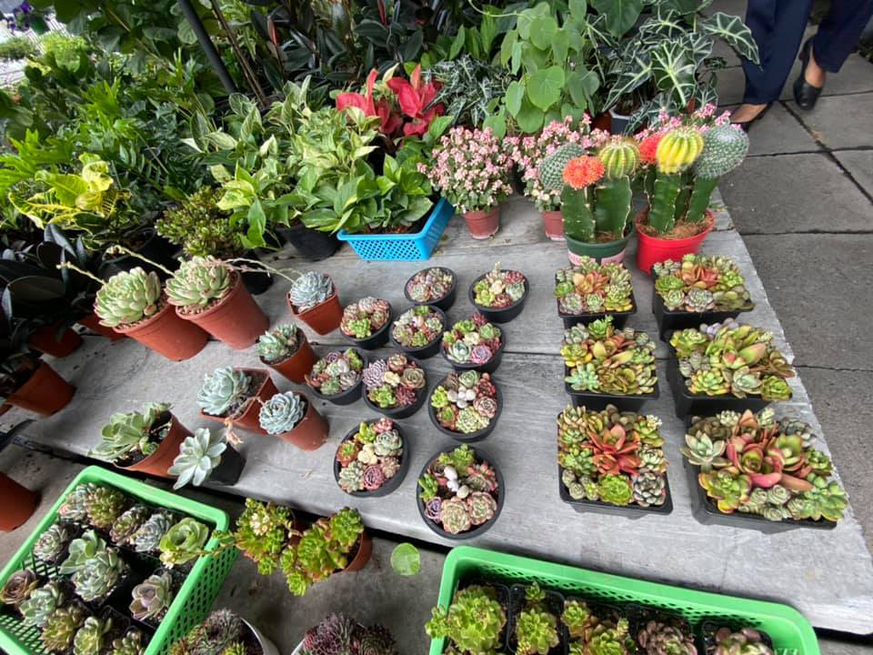 ตลาดต้นไม้