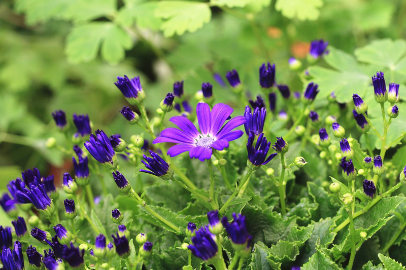 ดอกซินเนอราเรีย 