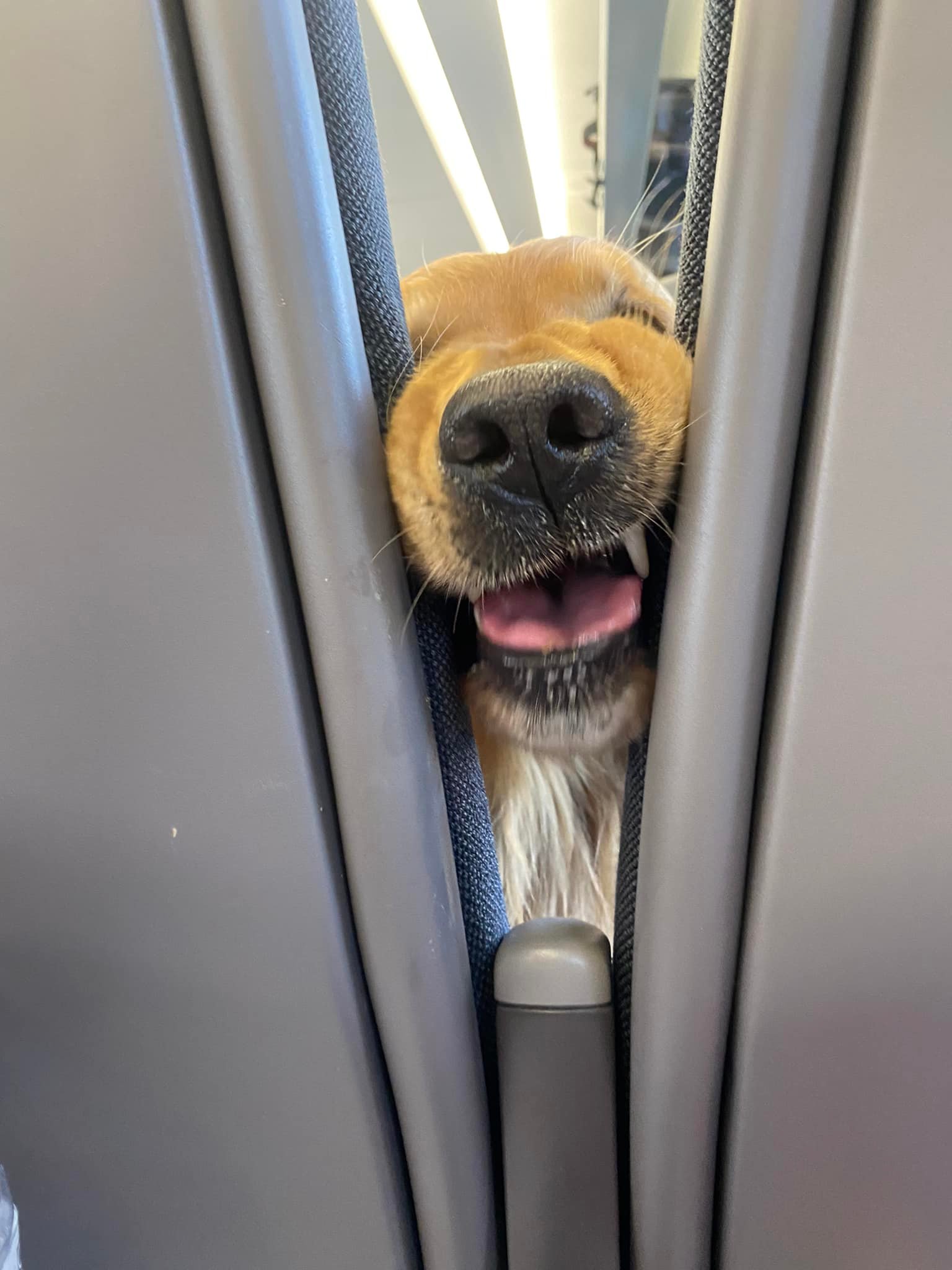 หมาโกลเด้น