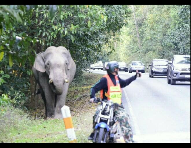 มิตรภาพต่างสายพันธุ์