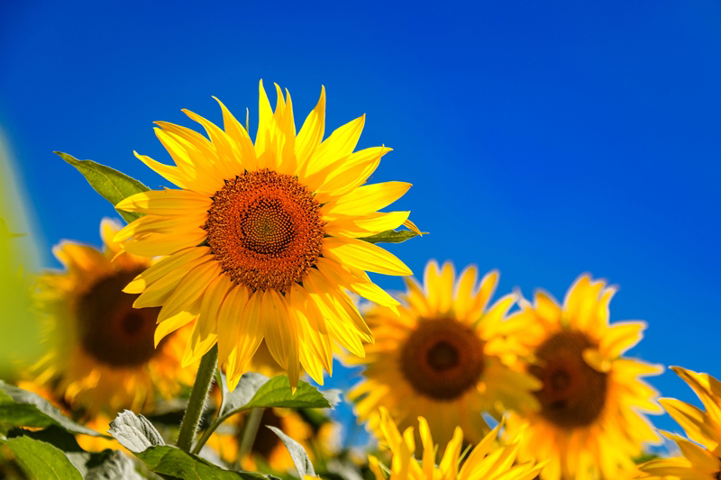 ดอกทานตะวัน