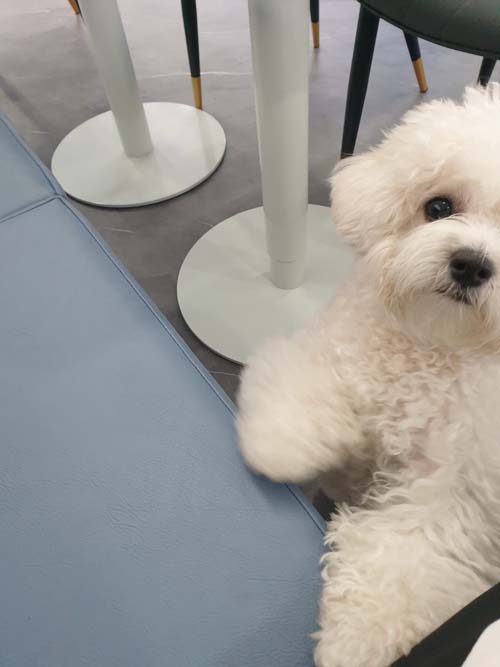 รีวิวทำ CT Scan สุนัข