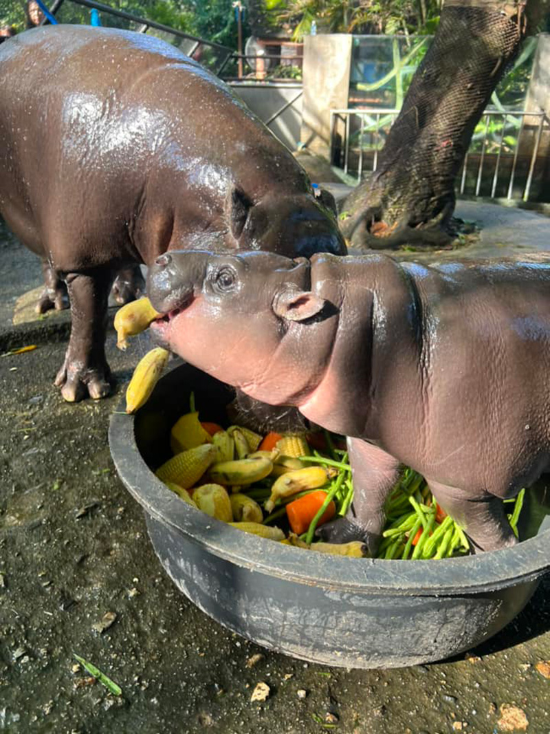 หมูเด้ง เสี่ยงทายประธานาธิบดีสหรัฐฯ คนต่อไป