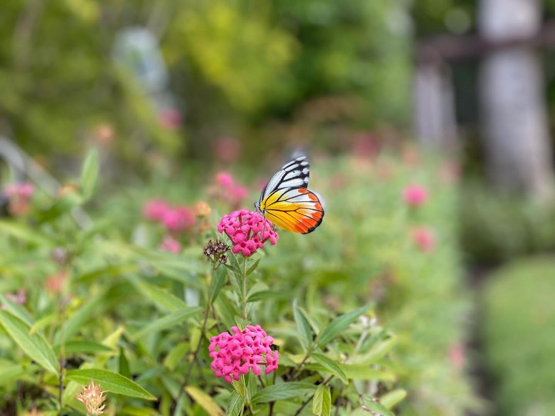 โจ๊ก โซคูล