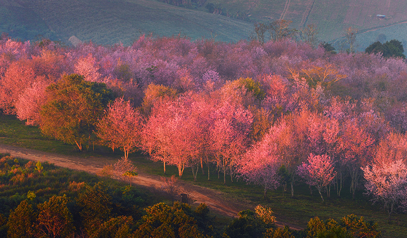 ภูลมโล นางพญาเสือโคร่ง