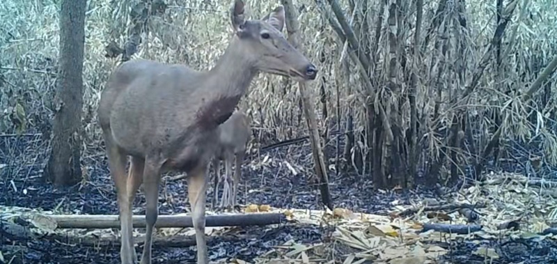 ไฟไหม้ป่า