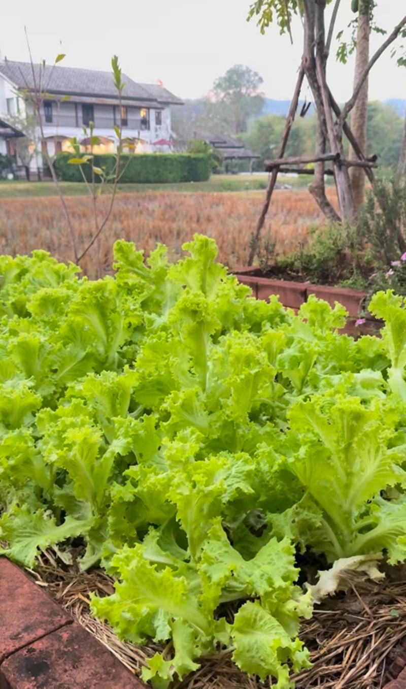 แอน ทองประสม