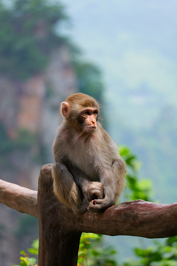 จางเจียเจี้ย จีน