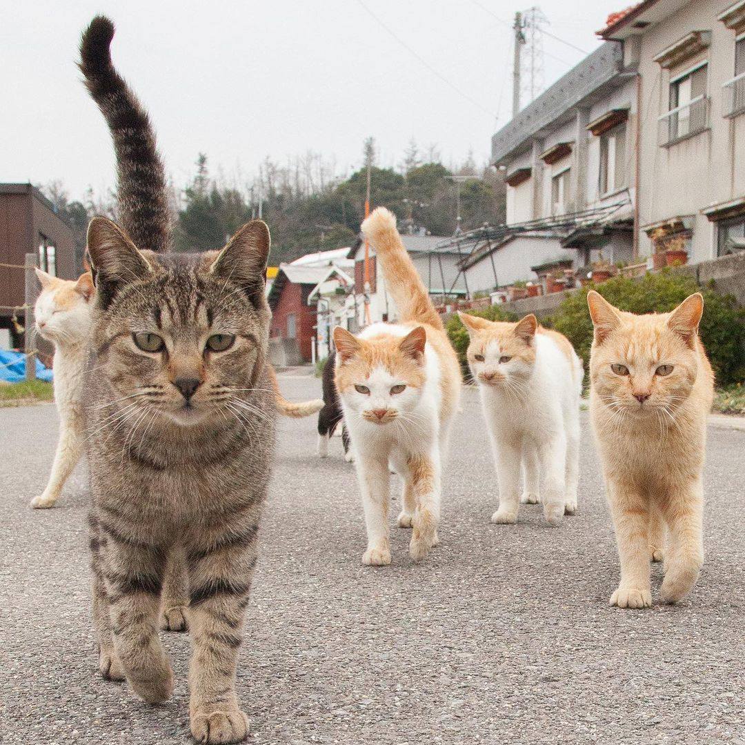 แมวจรญี่ปุ่น