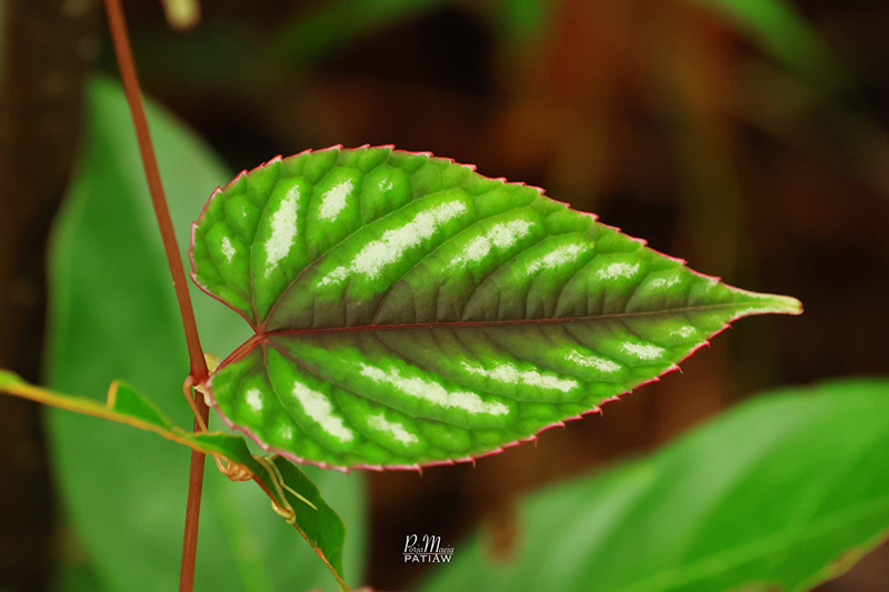 อุทยานแห่งชาติภูเรือ เลย
