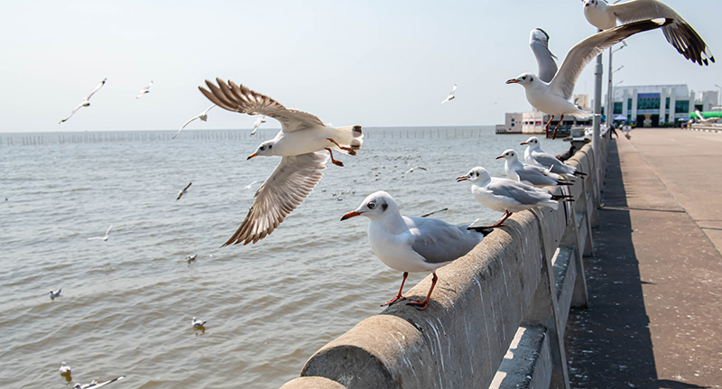 นกนางนวล