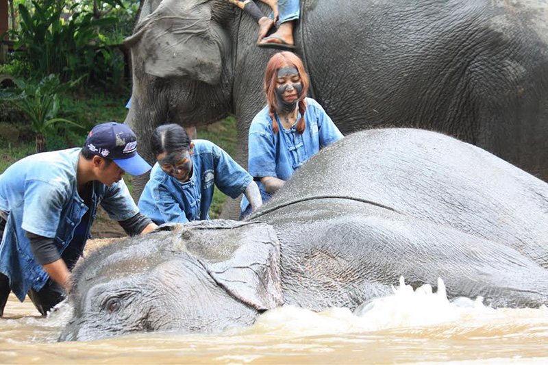 ที่เที่ยว มีช้าง