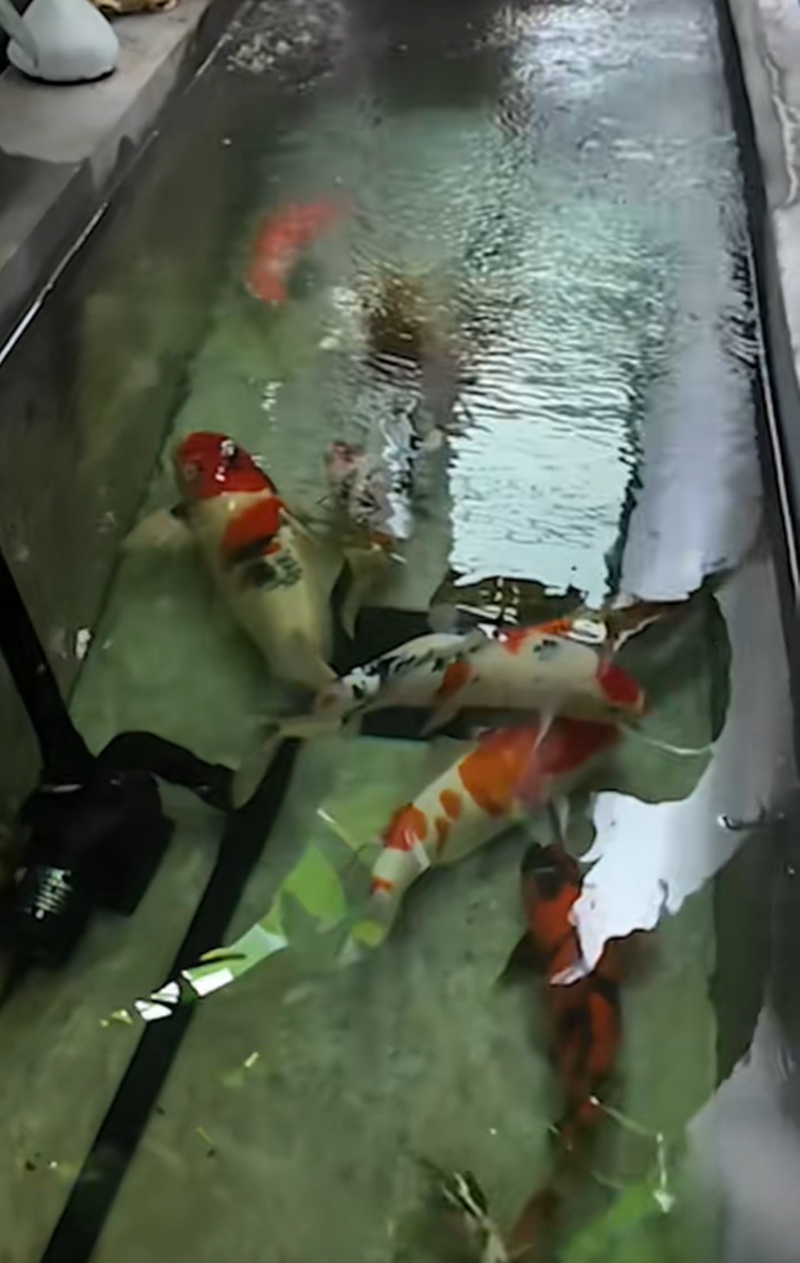 บ้านแพท ณปภา