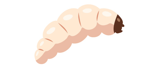 หนอนแมลงวัน