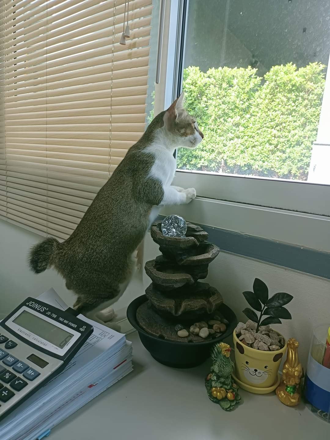 ออฟฟิศแมว