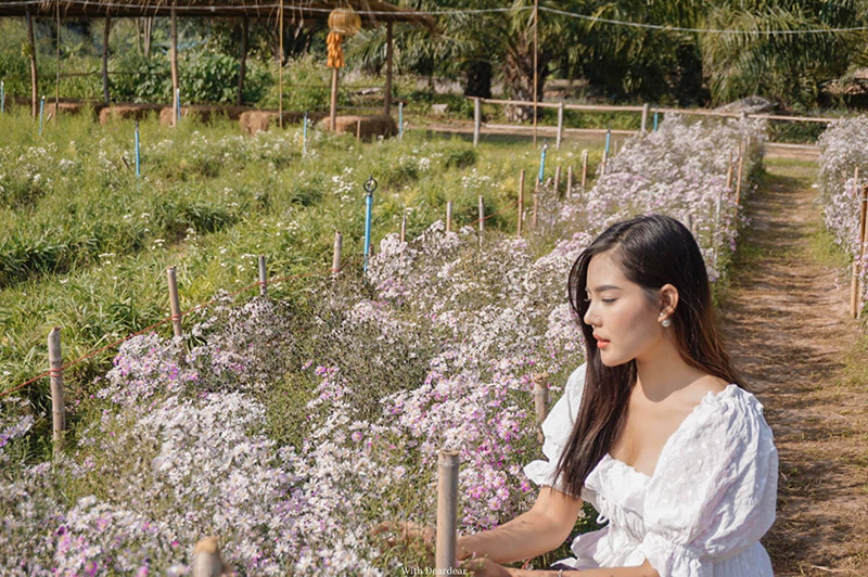 สวนดอกไม้ลุงชัย ราชบุรี