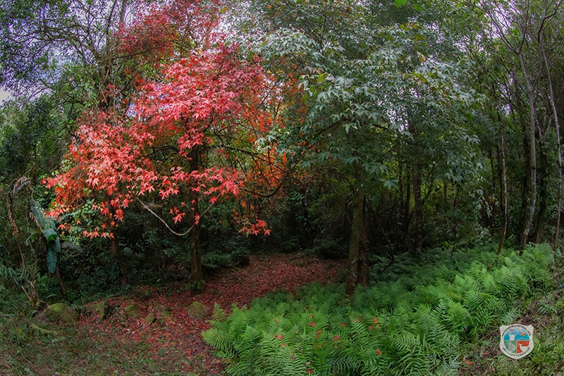 ใบเมเปิล ก่วมแดง 2568 อุทยานแห่งชาติภูหินร่องกล้า