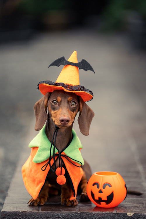 หมา ฮาโลวีน