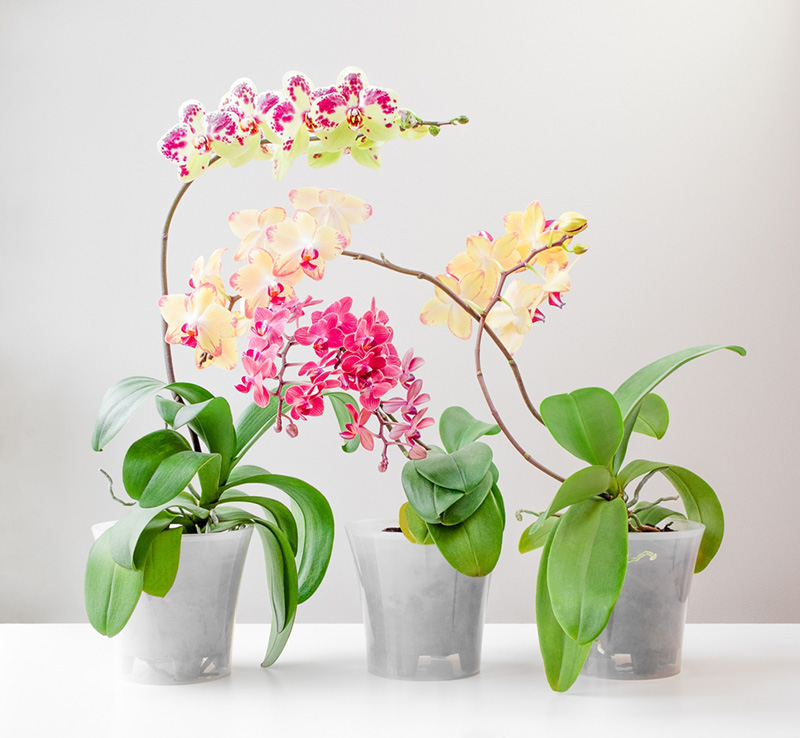 กล้วยไม้ ต้นไม้มงคลปลูกในบ้าน