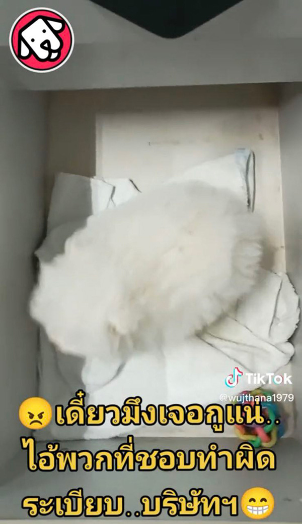 หนุ่มทรงโหด แฉคนทำผิดกฎ แอบเอาหมามาเลี้ยงที่ทำงาน 