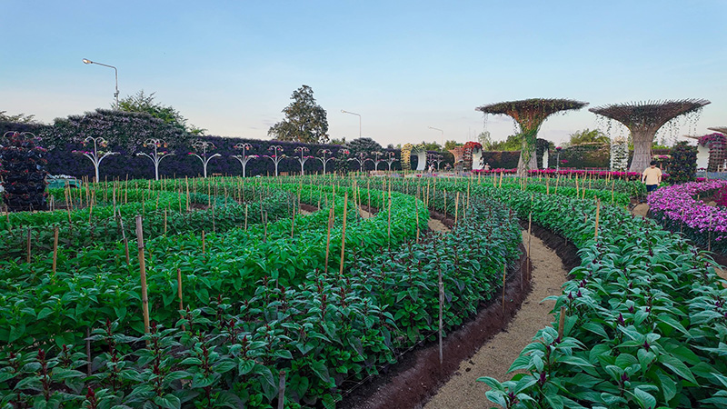 สวนเมเปิ้ล กาญจนบุรี 2568