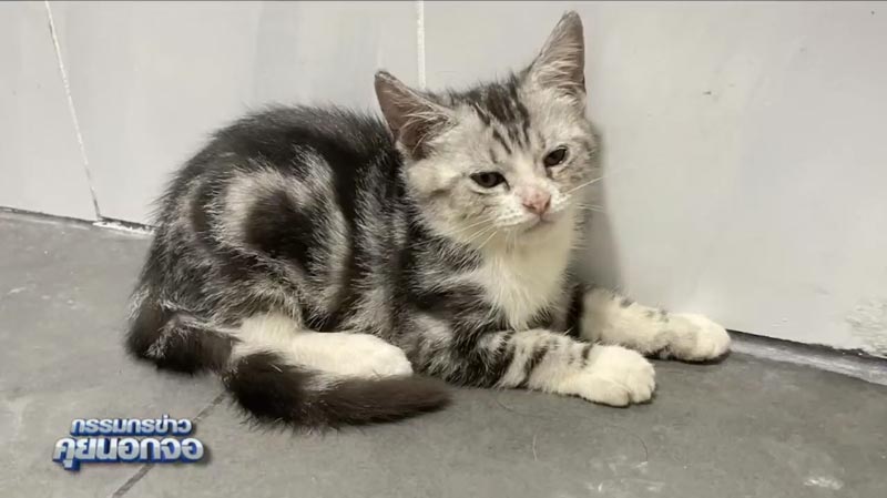 สรยุทธ รับเลี้ยงแมว