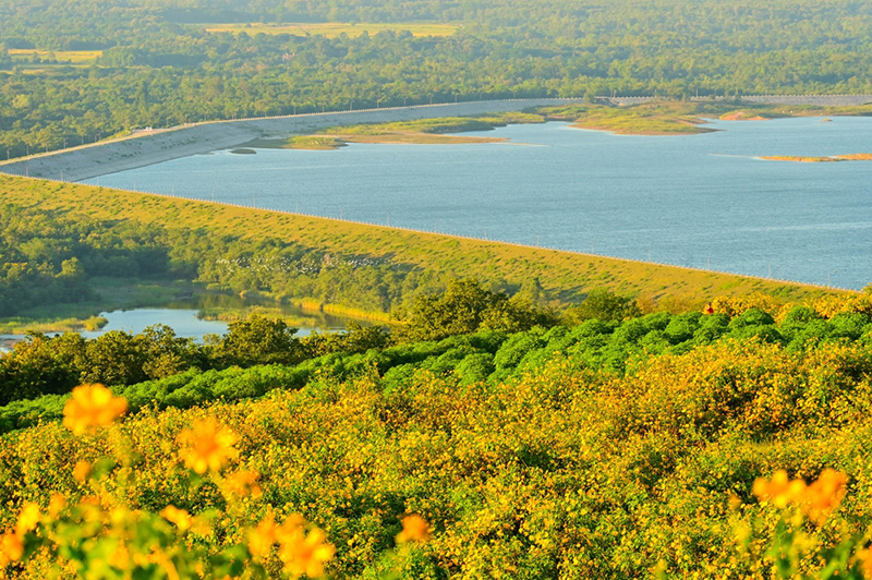 ทุ่งดอกบัวตอง 2568 ทุ่งดอกบัวตอง แม่เมาะ