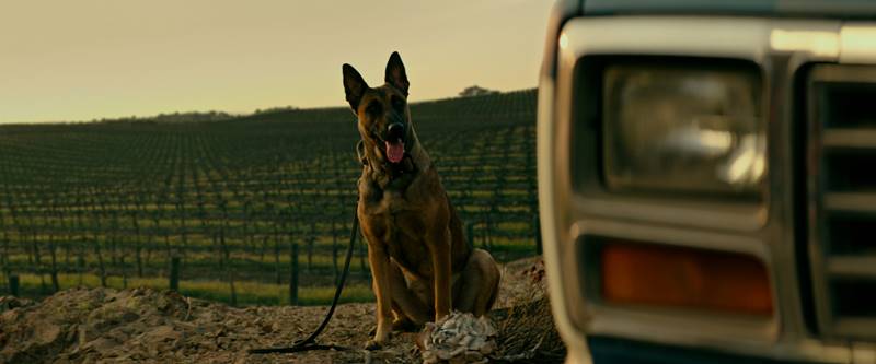 Dog เพื่อนกันพันธุ์ห้าว