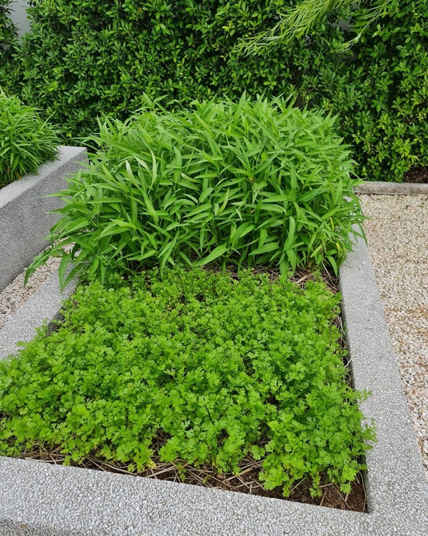 บ้านหมอเจี๊ยบ ลลนา