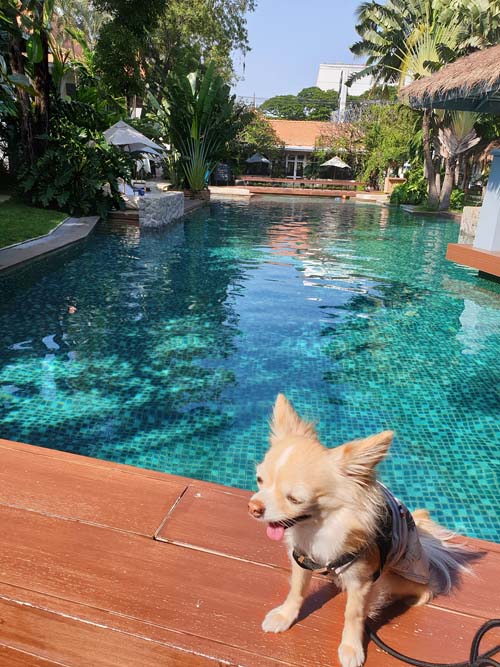 The Peri Hotel Hua Hin โรงแรมหัวหิน ที่เป็น Pet Friendly Hotel