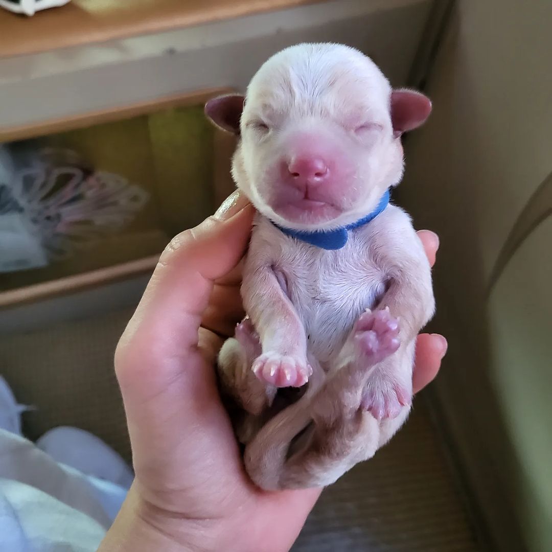 ปาล์มมี่ 