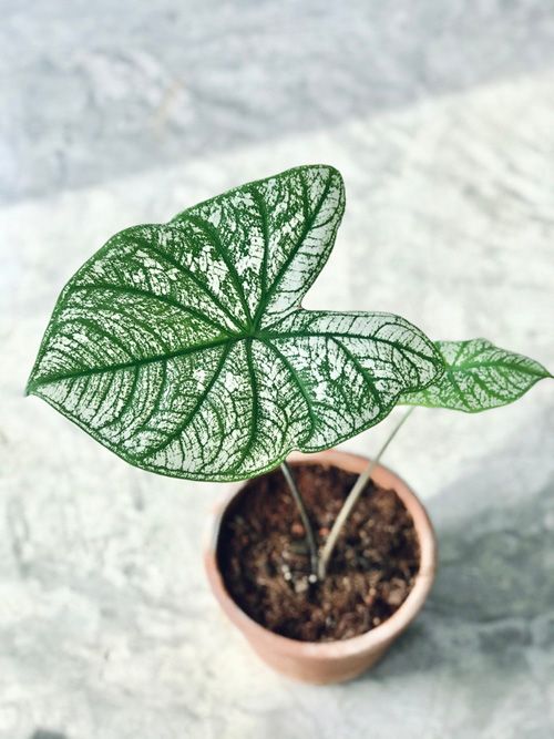 บอนสี