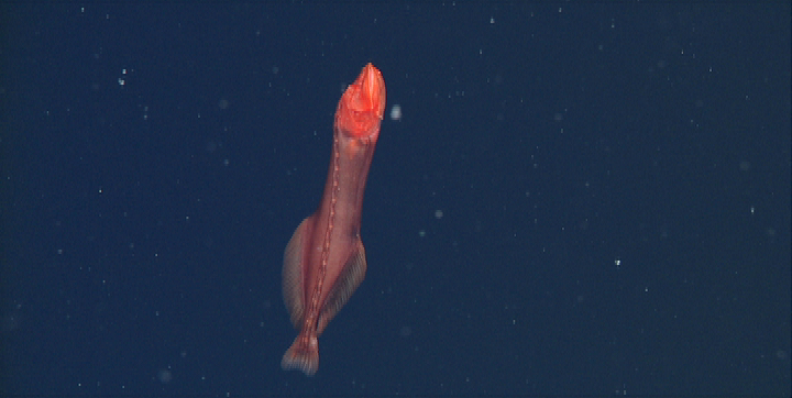 ปลาเวลฟิช