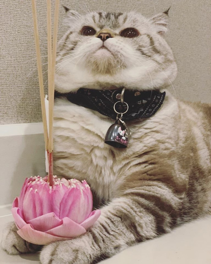 แมวอ้วน