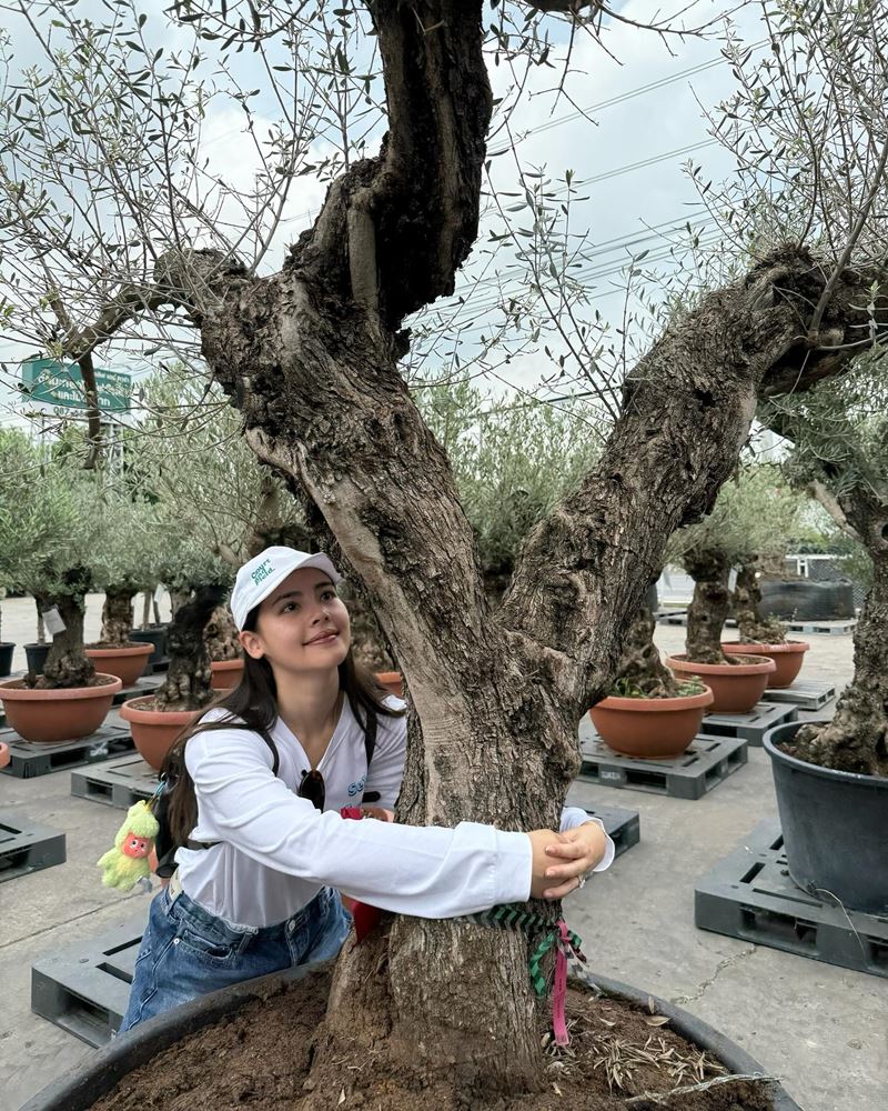 ญาญ่า อุรัสยา ซื้อต้นมะกอกปลูกที่บ้านเขาใหญ่