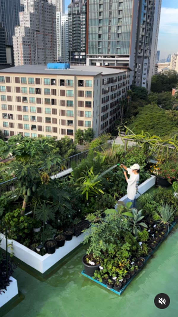 แพรี่พาย ทำฟาร์มผักบนดาดฟ้า