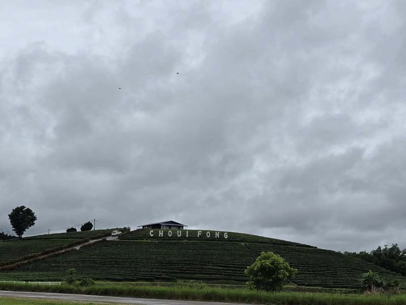 เที่ยวไร่ชาฉุยฟง