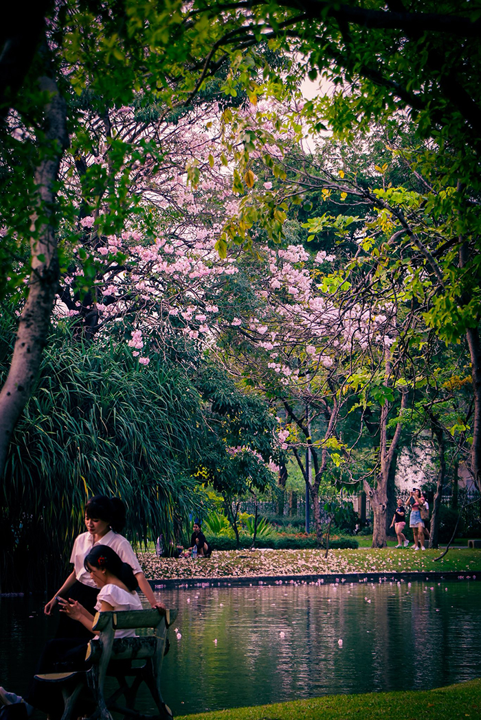 ชมพูพันธุ์ทิพย์ สวนจตุจักร 2569