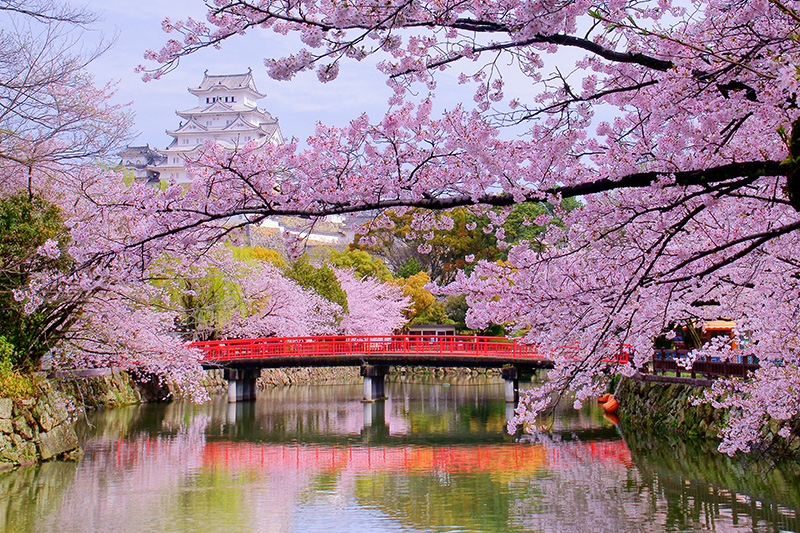 ซากุระ ญี่ปุ่น 2023