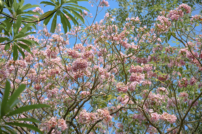 ชมพูพันธุ์ทิพย์ จตุจักร 2568