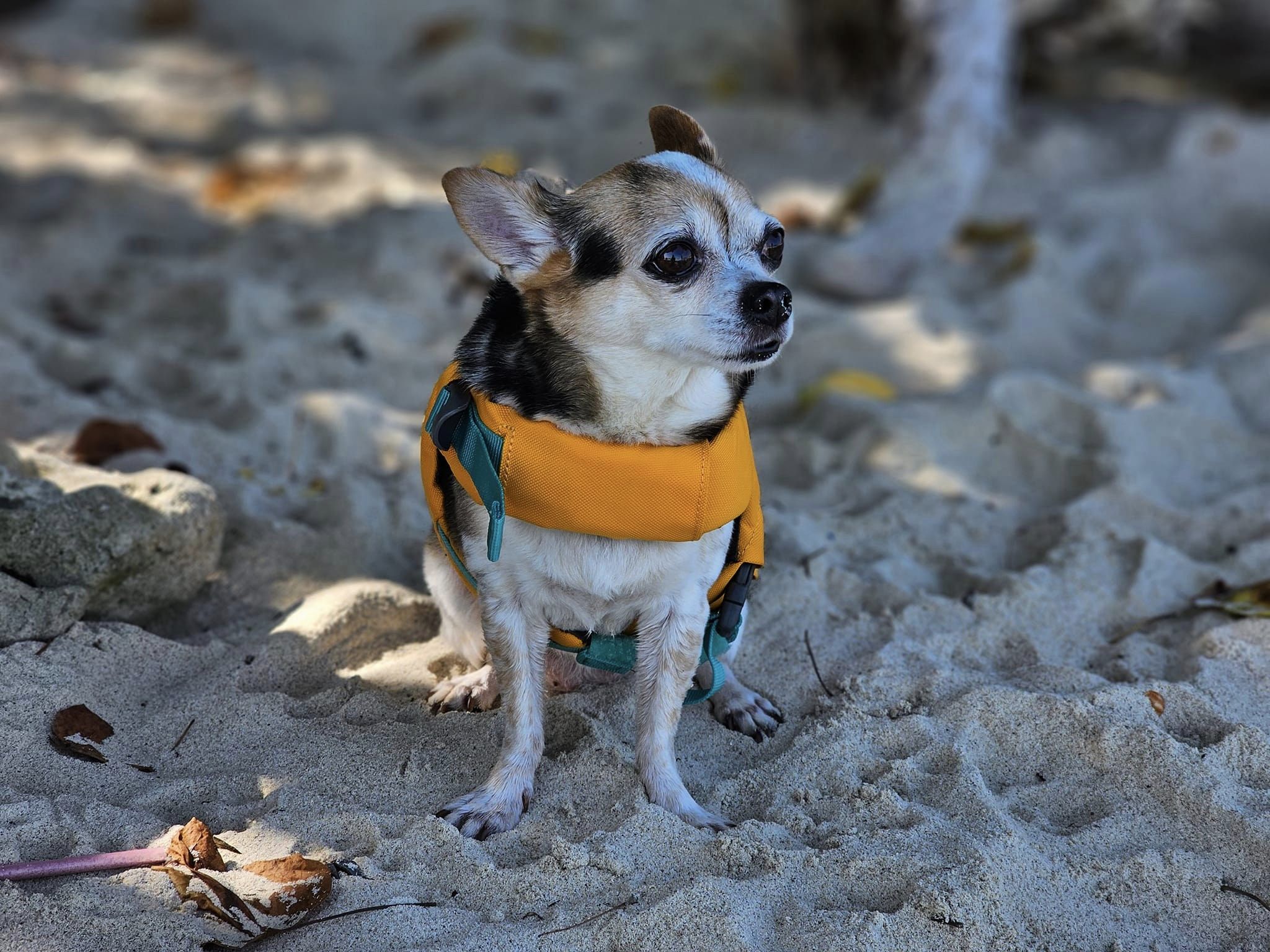 เรือ Le fong ar-kad