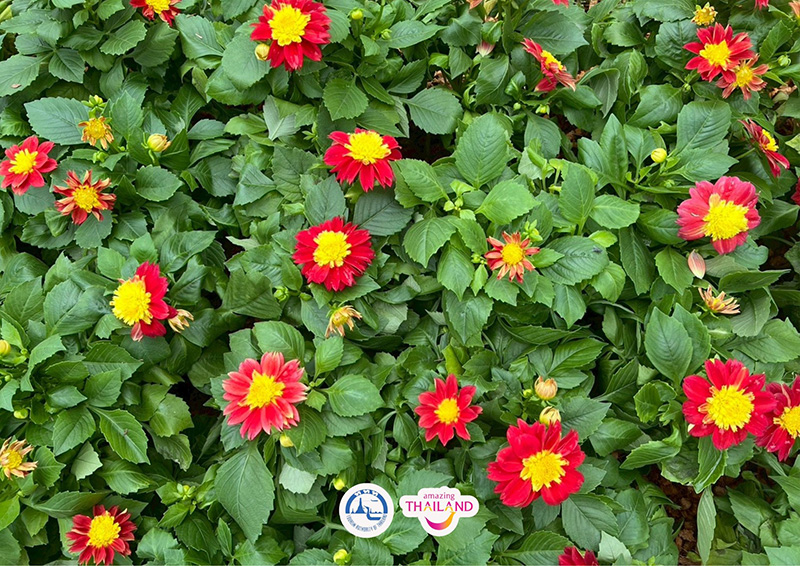 Colorful Garden in Phrae 2025 แพร่