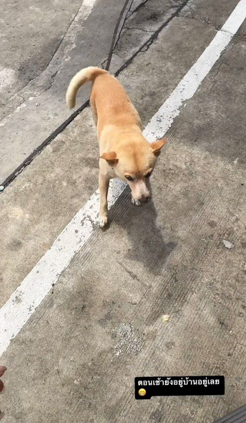 คุณชายถั่ว หมาอั้ม พัชราภา