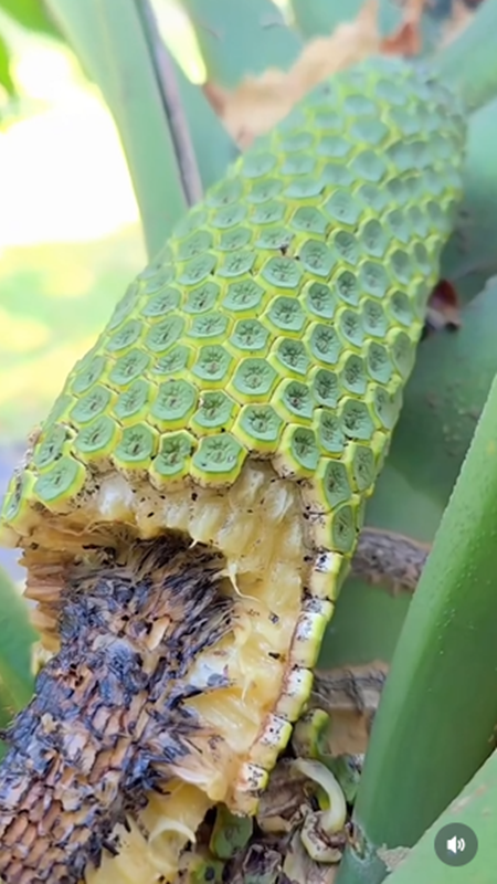 จอย รินลณี รีวิวกินผลมอนสเตอร่า