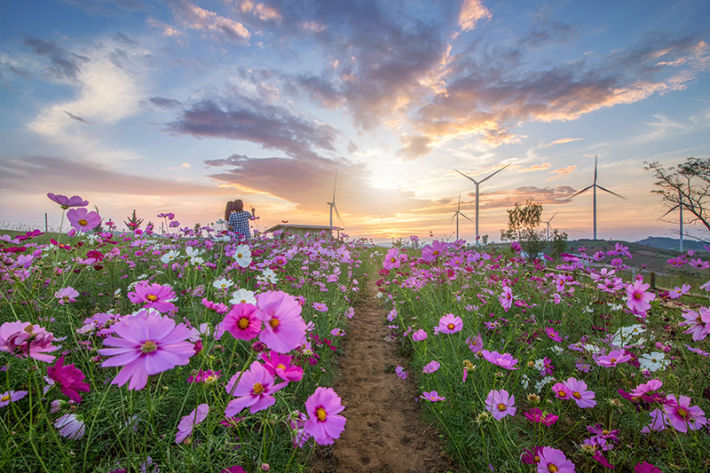 ที่เที่ยวเดือนพฤศจิกายน 2568 ทุ่งดอกคอสมอส เขาค้อ